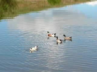 New Line Reservoir, Bacup